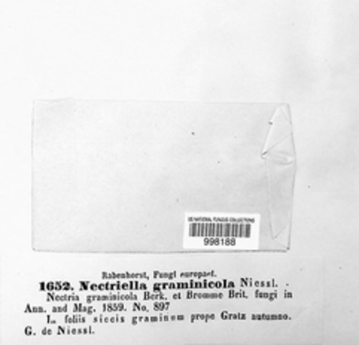 Nectriella graminicola image